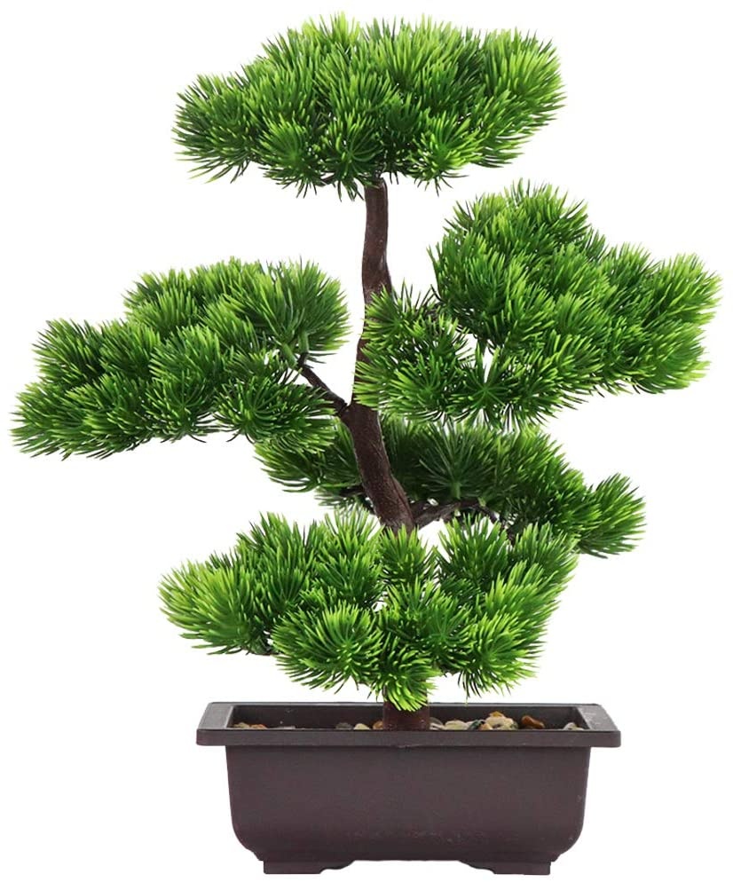 Japanese Garden Bonsai - Tanaman Bonsai Pinus Jepang untuk Dekorasi