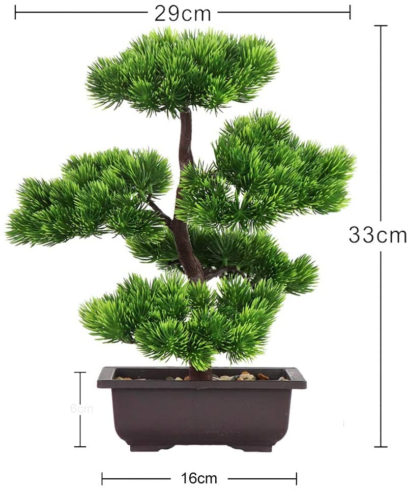 Tanaman Bonsai Pinus Jepang un - Japanese Garden Bonsai ulasan dan harga