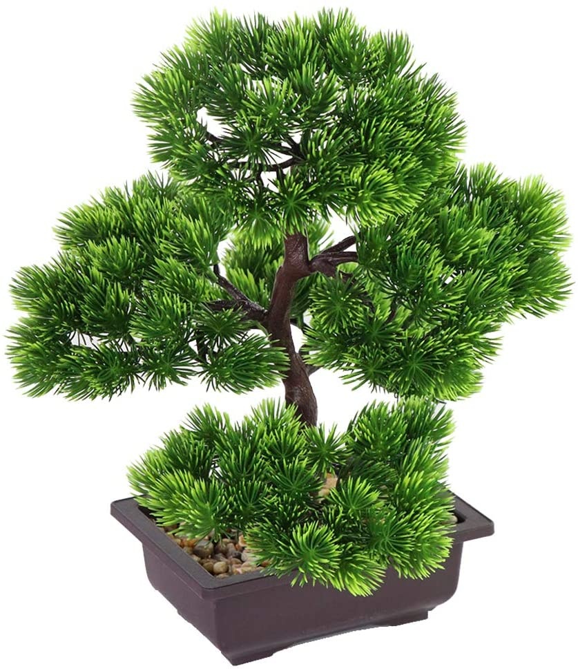Tanaman Bonsai Pinus Jepang un - Japanese Garden Bonsai ulasan dan harga