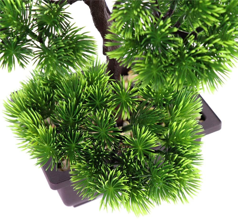 Tanaman Bonsai Pinus Jepang un - Japanese Garden Bonsai ulasan dan harga