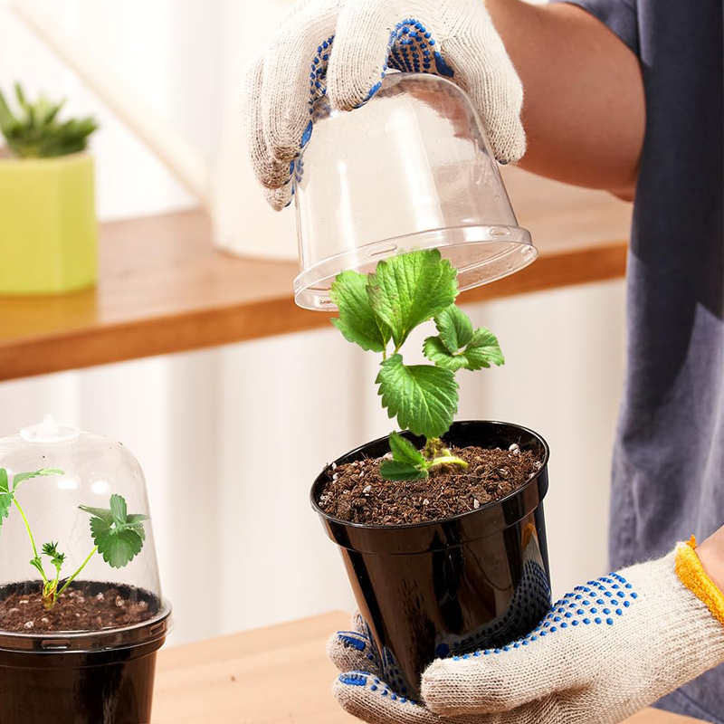 Pot Pembibitan Pot Bunga Berke - Bonsai Garden Nursery ulasan dan harga