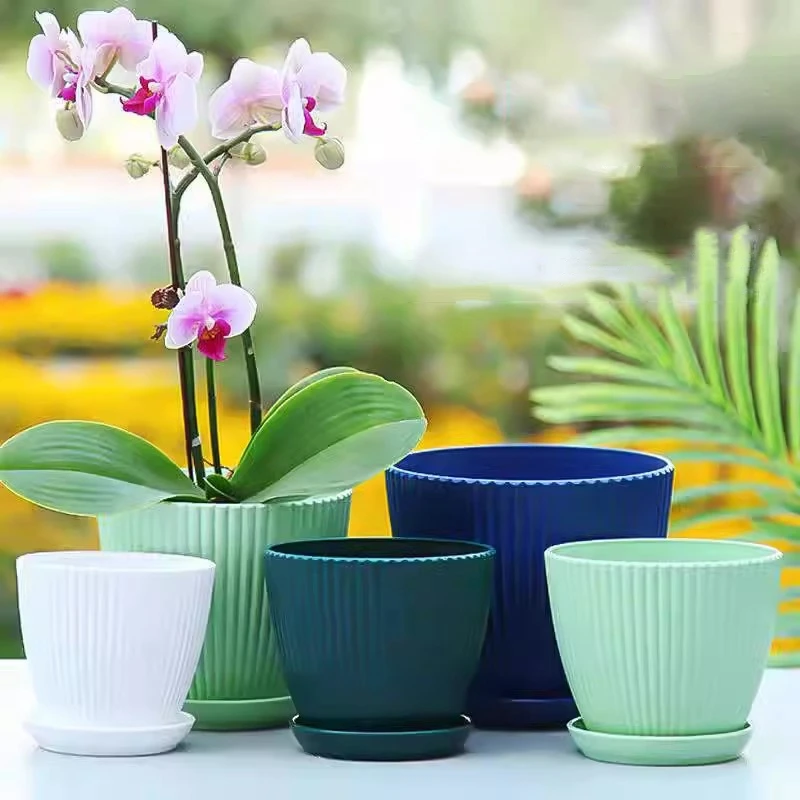 Pot sukulen bulat dengan nampa - Japanese Garden Bonsai ulasan dan harga