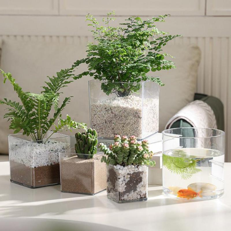 Pot Tanaman Akrilik Transparan - Bonsai Garden Nursery ulasan dan harga