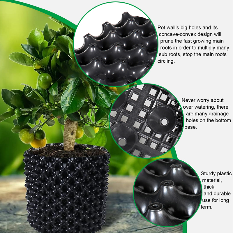 Alat Transplantasi Bonsai Poho - Bonsai Garden Nursery ulasan dan harga